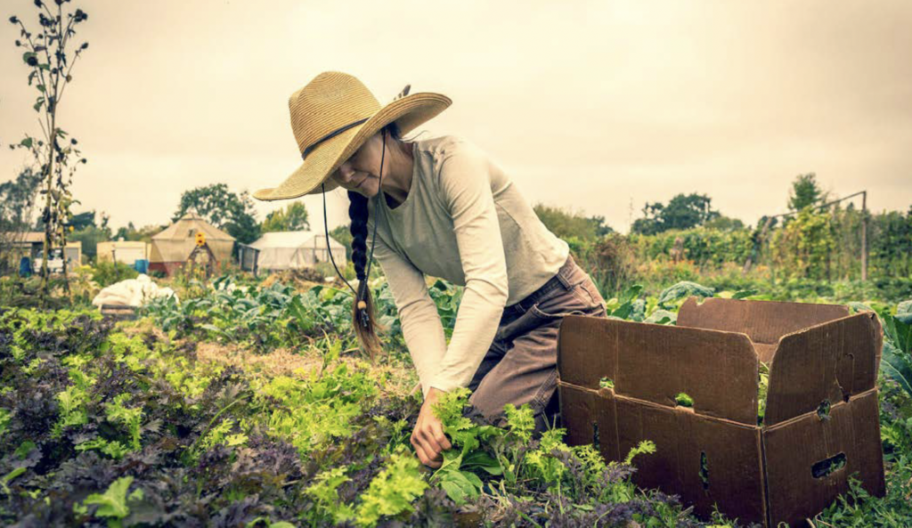 A woman in a wide brimmed hat harvests vegetables